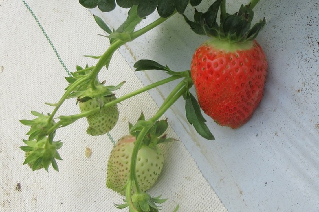 苺 株式会社マサインタナショナル